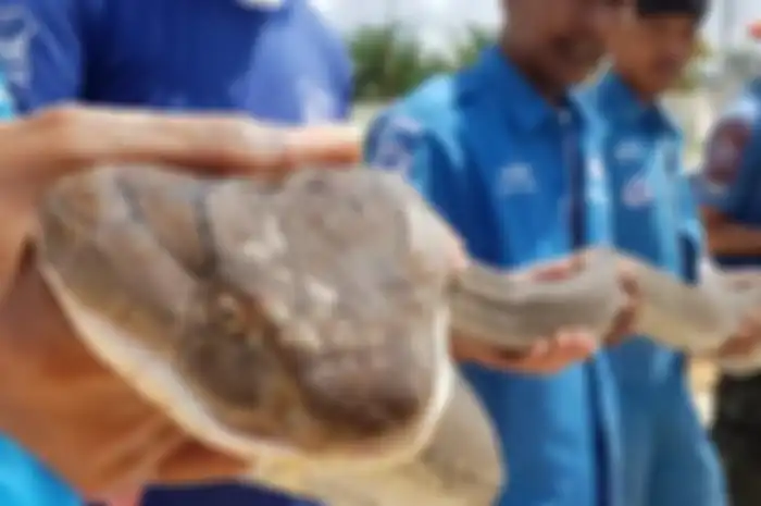Cuplikan dari aksi penangkapan yang berani itu menunjukkan seorang pria mengejar ular kobra dalam selokan yang gelap dan sempit.
