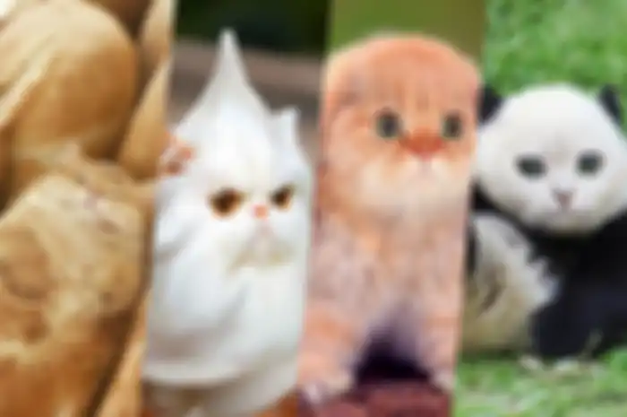 Kucing