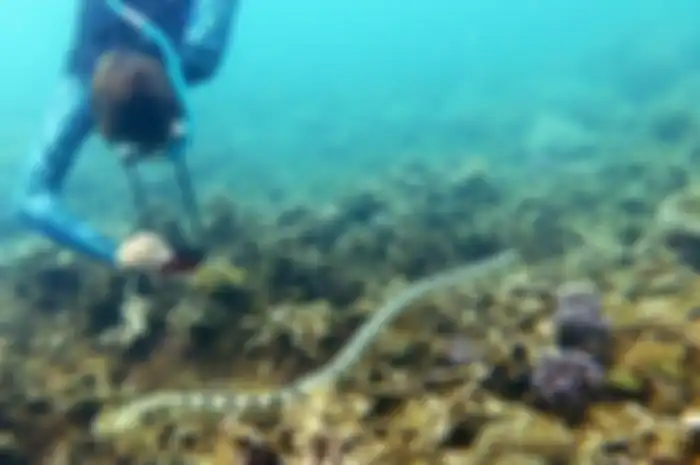 Goiran dan Shine juga melihat ular laut yang lebih besar, yang dapat tumbuh hingga 1,5 meter di perairan yang sama.