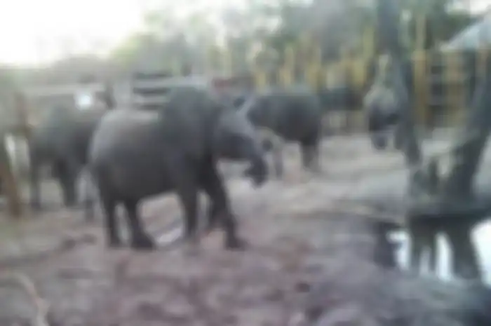 Diketahui bahwa Zimbabwe merupakan negara yang punya populasi gajah terbesar di Afrika.
Mereka justru berusaha untuk berburu gajah dan mengekspornya.