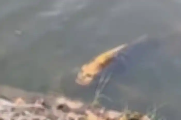 Ikan berwajah manusia ditemukan di China
