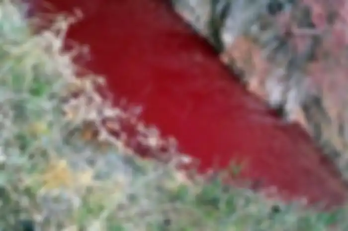 Merahnya Sungai Imjin akibat mengalirnya darah babi yang dimusnahkan untuk mencegah penyakit ASF. Simak selengkapnya!