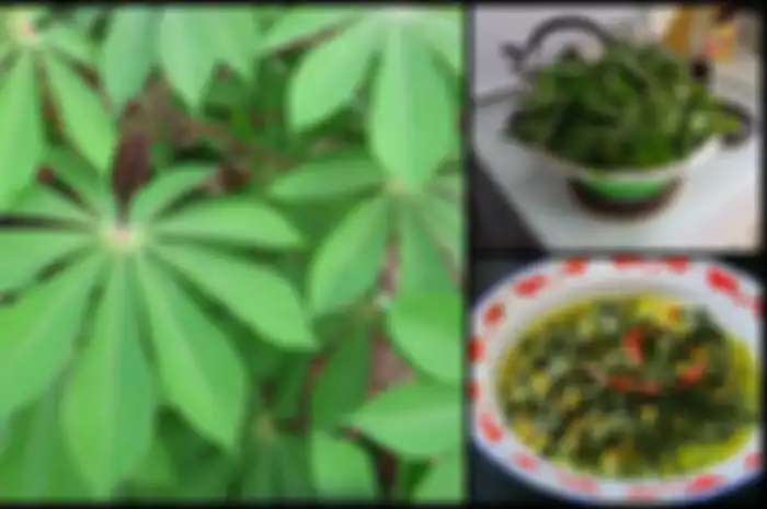 Daun ini kaya akan vitamin A & B1, serat, protein, karbohidrat, dan asam amino esensial yang membuatnya sangat penting dalam dunia kesehatan.