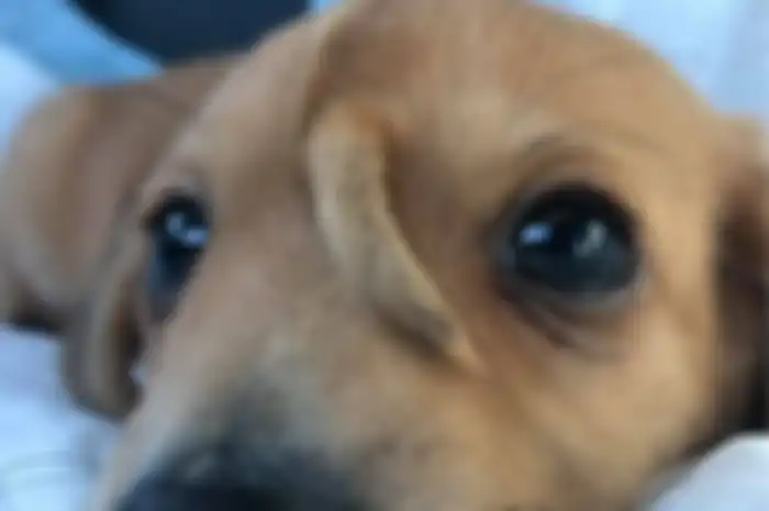 Viral anak anjing dengan ekor tambahan menggemaskan! Semua orang tidak takut dan semakin jatuh cinta