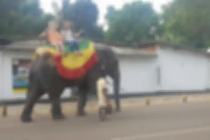 Dipaksa Melayani Turis di Bawah Suhu Panas Tiada Henti dengan Kaki Dibelenggu Rantai, Gajah 18 Tahun Ini Kelelahan Hingga Akhirnya Mati