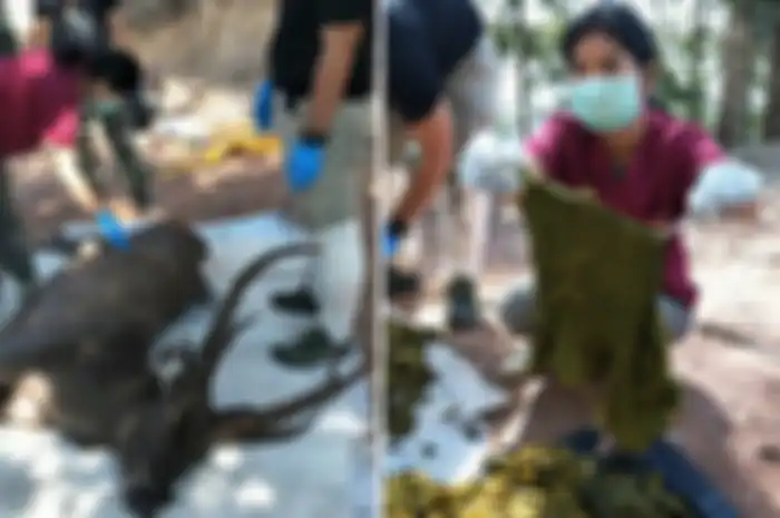 Setelah melakukan pembedahan, mereka menemukan benda-benda yang ternyata sering digunakan manusia ini.