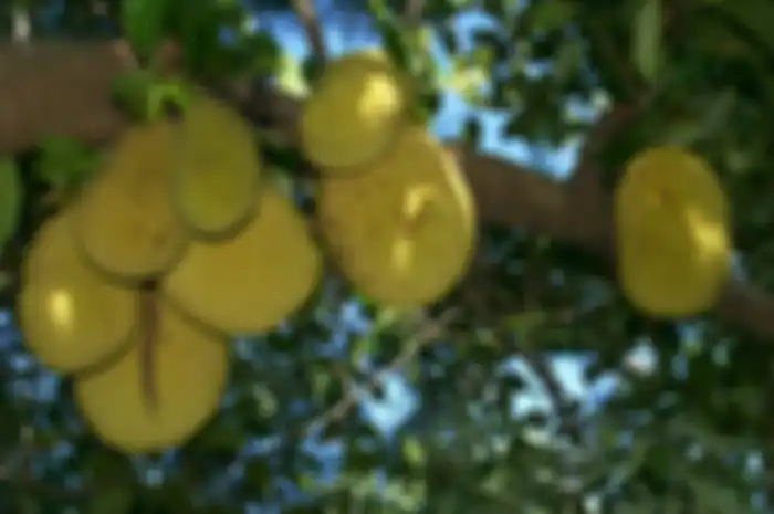 Mungkin Anda tidak tahu bahwa ada bagian lain dari pohon nangka yang sebenarnya bermanfaat untuk kesehatan kita.