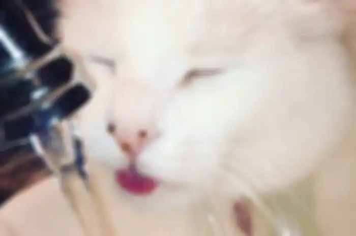 Smudge