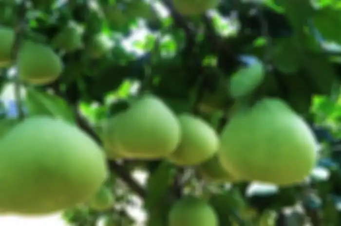 Selain segar, mengonsumsi buah ini juga dapat memberikan manfaat untuk kesehatan, sebab manfaat jeruk bali ternyata cukup beragam.