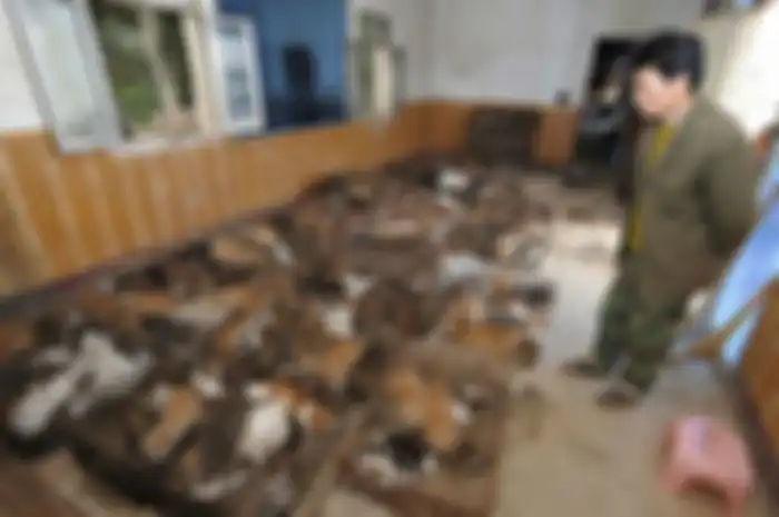 Menurut organisasi nirlaba itu, sebagian besar kucing yang ditangkap dalam perdagangan itu adalah hewan liar. 
