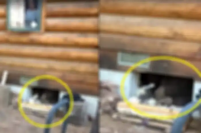 Dengar suara aneh dari lantai, keluarga ini temukan hal tak terduga di bawah rumah.
