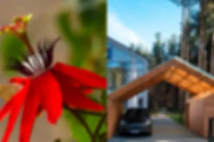 Mau Pilh Tanaman Rambat untuk Atap Carport? Ini 6 Jenis yang Bisa Dipilih!