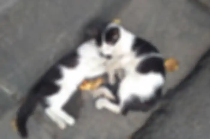 Cerita anak kucing dengan setia membawakan makanan dan menemani tidur saudaranya yang sudah mati.
