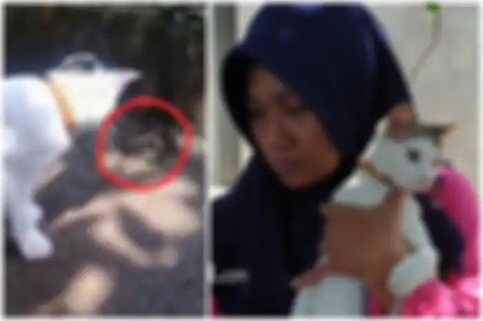 Berkat kucing peliharaannya, keluarga ini selamat dari teror ular kobra yang menyerang 3 kali berturut-turut.