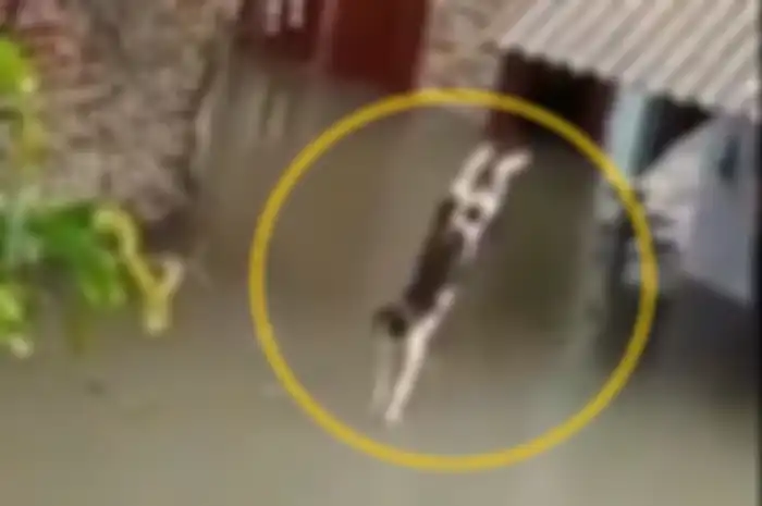 Kucing yang viral karena lompat ke dalam banjir layaknya atlet renang.