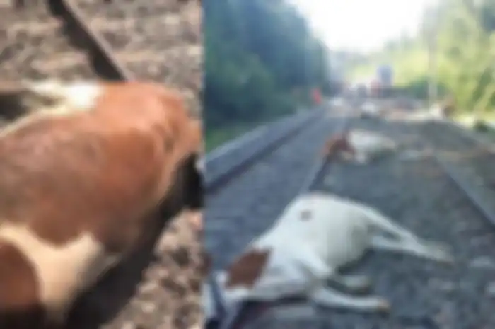 20 sapi tergeletak mati di rel karena ditabrak oleh kereta berkecepatan tinggi. Apa yang sebenarnya terjadi?