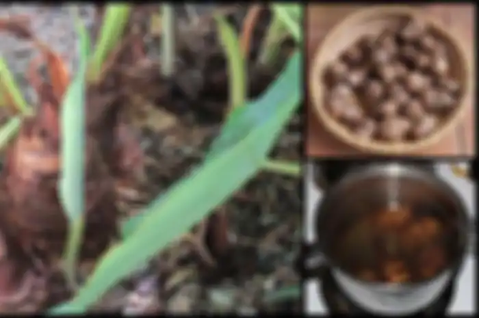 Tahukah Anda apa saja manfaat talas ungu bagi kesehatan?

Menurut berbagai penelitian, ada beberapa faktor yang dapat menyebabkan kanker.