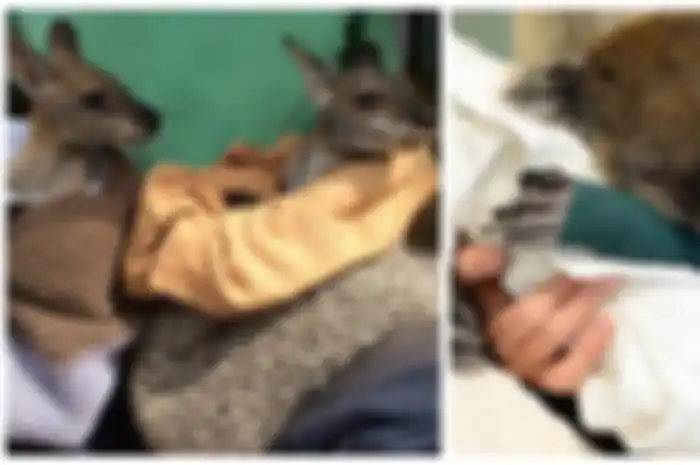 Para Perajin Dunia Bersatu Sumbangkan Selimut dan Pouch untuk Hewan-hewan di Australia