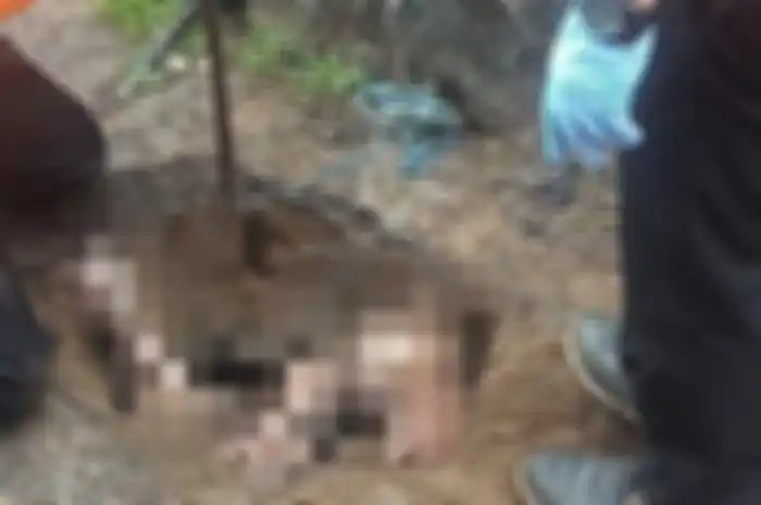 Saat proses evakuasi, Senin (27/1/2020) sore, petugas terus berupaya menggali lubang agar jasad Desi bisa dikelurkan. Tangan dan kaki Desi sendiri sudah terlihat menyembul. 