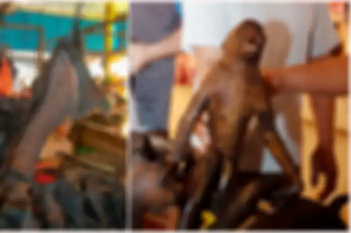 Kelelawar tersebut secara tradisional dimakan oleh masyarakat Minahasa dari Sulawesi Utara dalam bentuk hidangan seperti kari yang disebut Paniki.