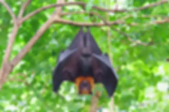 Kelelawar buah