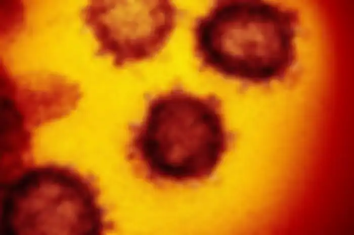 Ini adalah gambar mikroskop elektron transmisi yang menunjukkan coronavirus baru yang muncul dari permukaan sel manusia.
