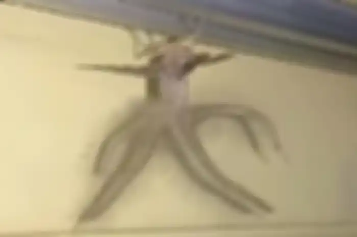 Hewan misterius yang ditemukan Hari Toae.