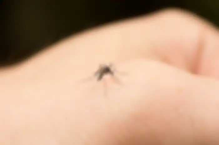 Waspada nyamuk demam berdarah