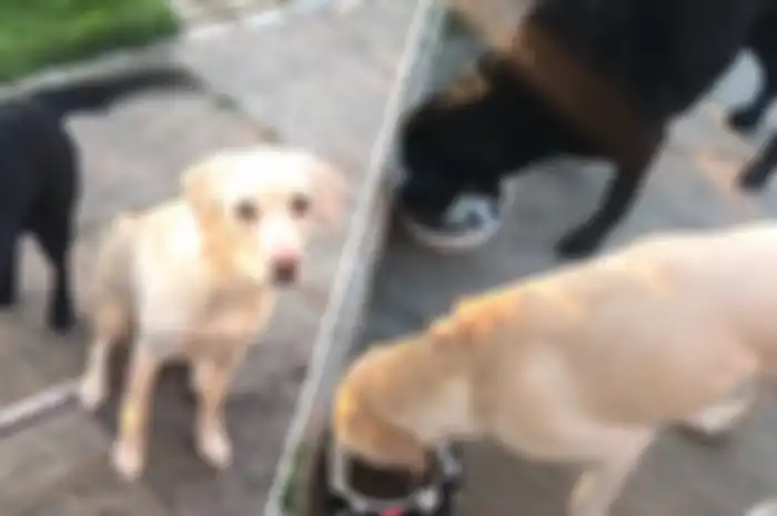 Komentator Olahraga Ini Komentari Anjing-anjingnya yang Lagi 'Lomba' Makan