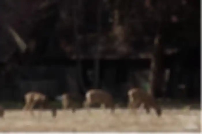 pemandangan hewan yang berkeliaran di hutan california
