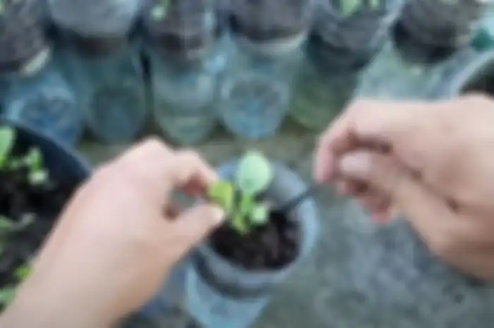 Yuk, Berkebun dengan Botol Bekas untuk Kurangi Sampah Plastik