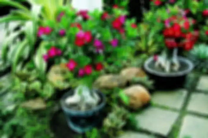 Adenium jadi pelengkap pada taman sukulen di taman kering.