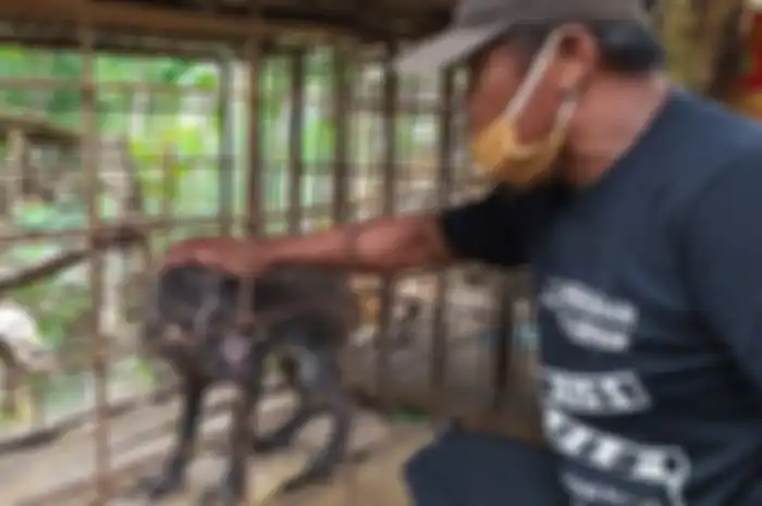 Babi berkaki aneh di Desa Pekuncen, Kecamatan Jatilawang, Kabupaten Banyumas, Jawa Tengah, Senin (15/6).