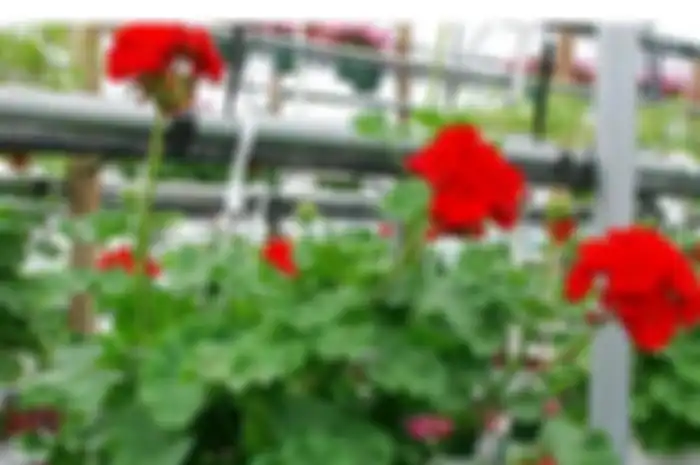 Geranium merah.