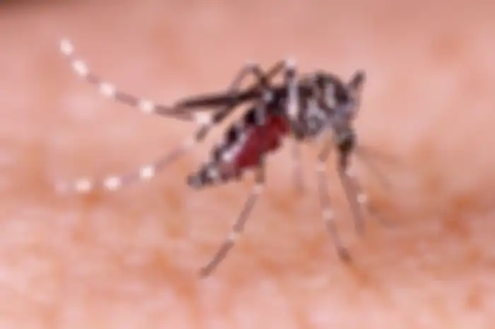Nyamuk Aedes Aegypti.
