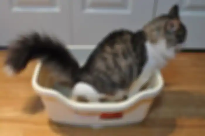 Kucing buang kotoran di tempat pasir