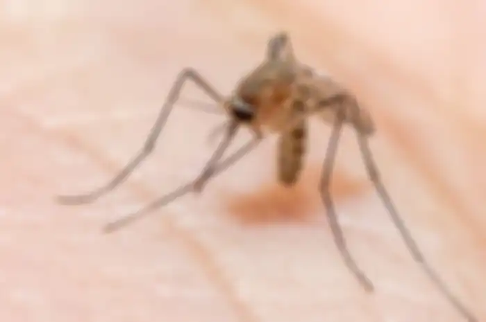 Ilustrasi nyamuk Anopheles, penyebab penyakit malaria.