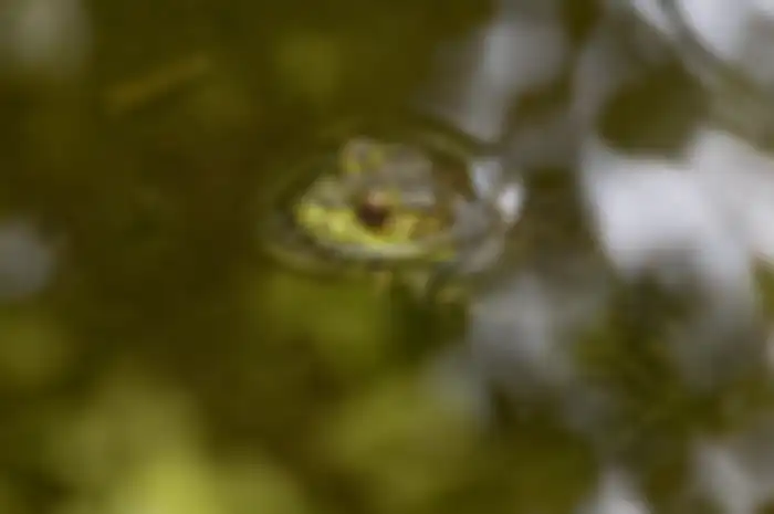 Katak Bullfrog