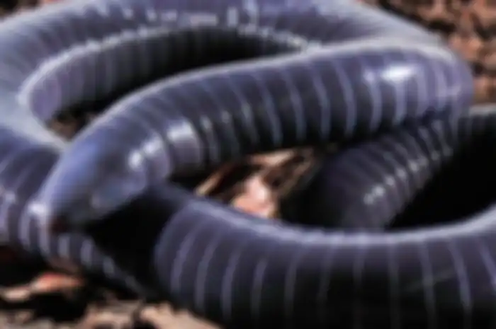 Caecilian bercincin