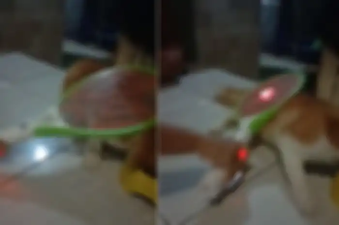 Video membunuh kutu di tubuh kucing menggunakan raket listrik yang viral.
