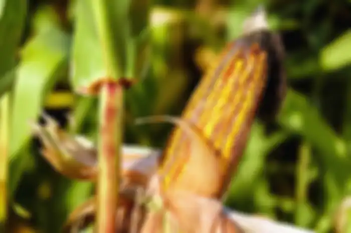 Tanaman jagung