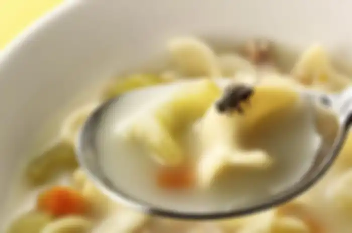 Lalat yang hinggapi makanan