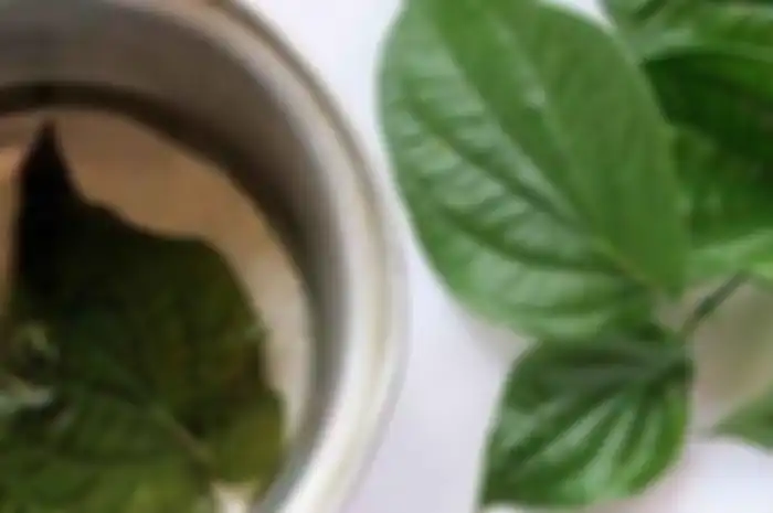 Coba rutin minum air rebusan daun sirih dan rasakan manfaatnya untuk tubuh, bahkan penyakit mematikan pun enggan mampir.
