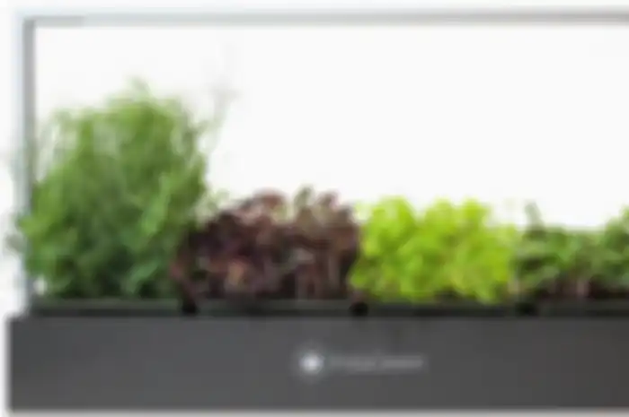 Microgreen yang dikemas cantik.