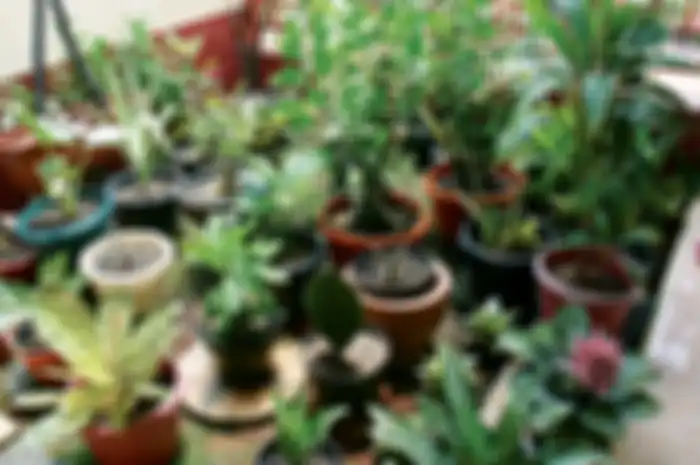 Semua jenis tanaman bisa ditanam di dalam pot asalkan penempatannya sesuai dengan karakteristiknya.
