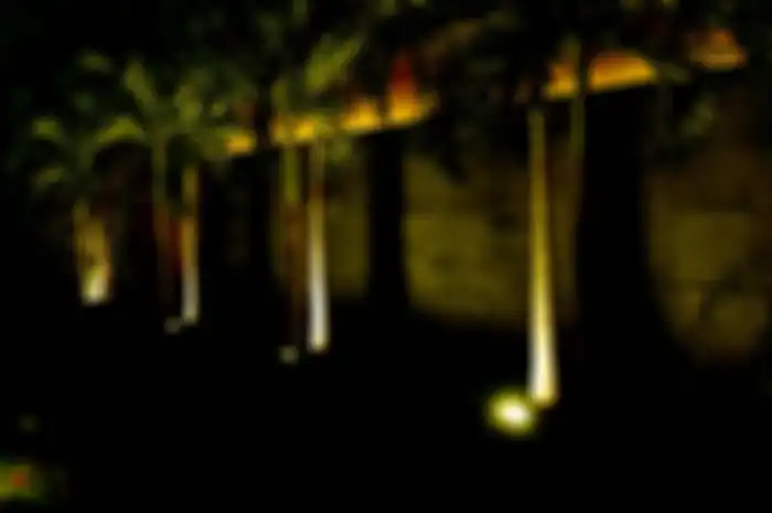 Lampu memperlihatkan keindahan tanaman di waktu malam.
