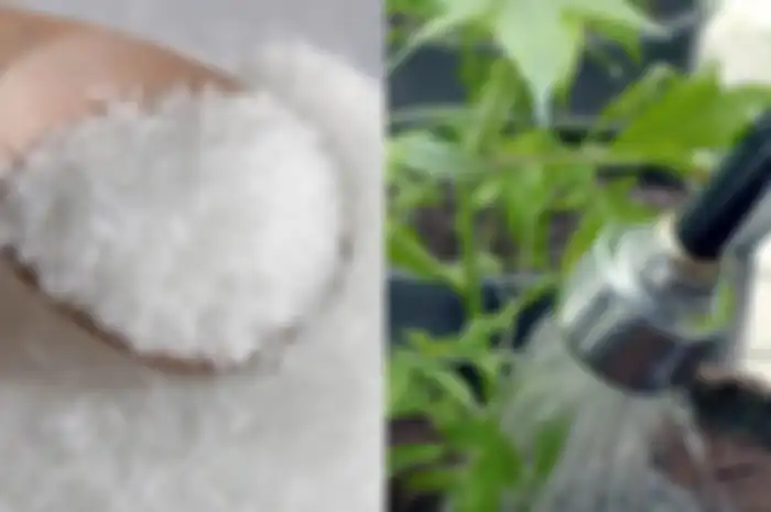 Rugi Kalau Engga Coba, Campurkan Micin Saat Menyiram Tanaman di Rumah, Hasilnya Wow!
