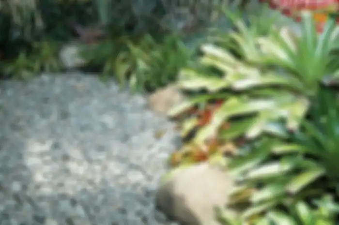 Tidak selamanya bromelia ditanam di dalam pot.