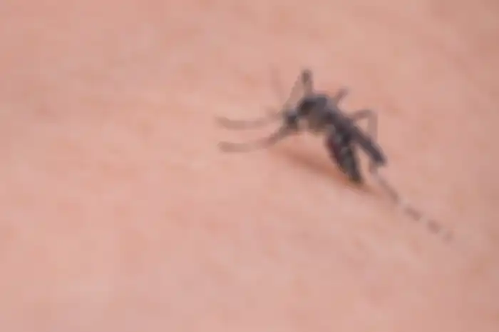Nyamuk bisa membawa virus west nile