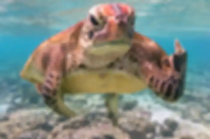 Terry the Turtle